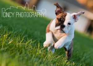 Cincinnati Pet photography