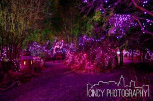 Cincinnati Zoo Festival of Lights