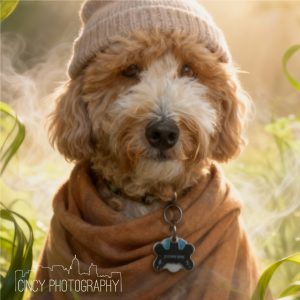 Custom Dog Portrait custom pet portrait